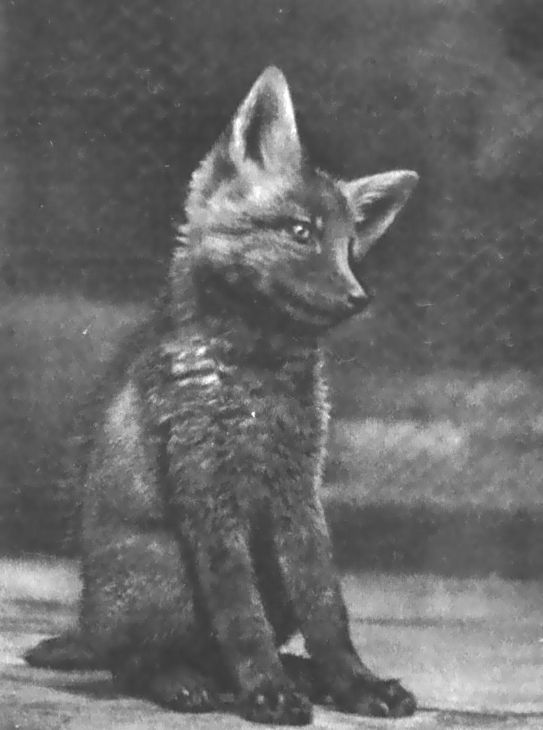 Питомцы зоопарка - i_013.jpg