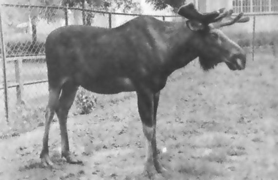 Питомцы зоопарка - i_018.jpg