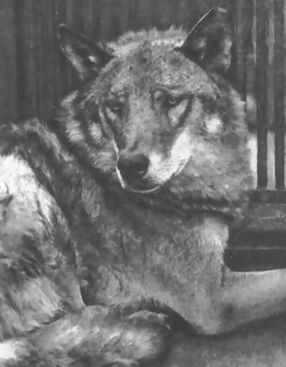 Питомцы зоопарка - i_031.jpg