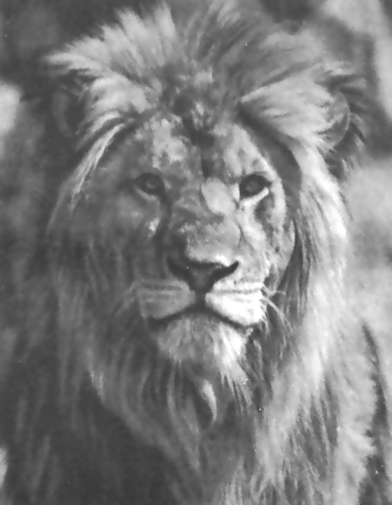 Питомцы зоопарка - i_039.jpg