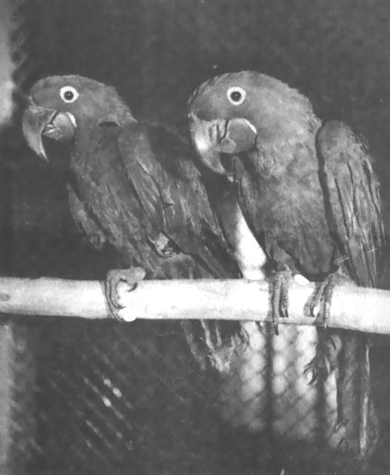 Питомцы зоопарка - i_040.jpg