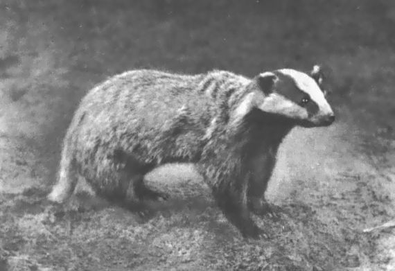 Питомцы зоопарка - i_041.jpg