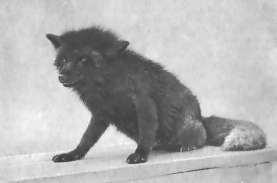 Питомцы зоопарка - i_045.jpg