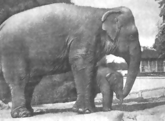 Питомцы зоопарка - i_048.jpg