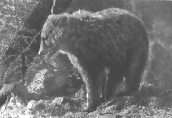 Питомцы зоопарка - i_050.jpg