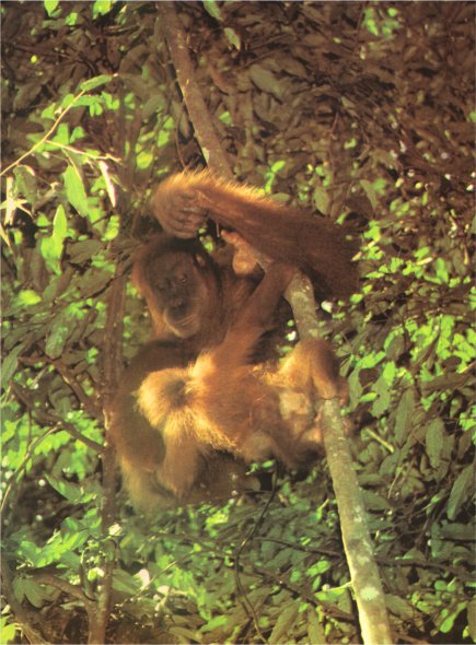 Жизнь на Земле. Естественная история - i_123.jpg