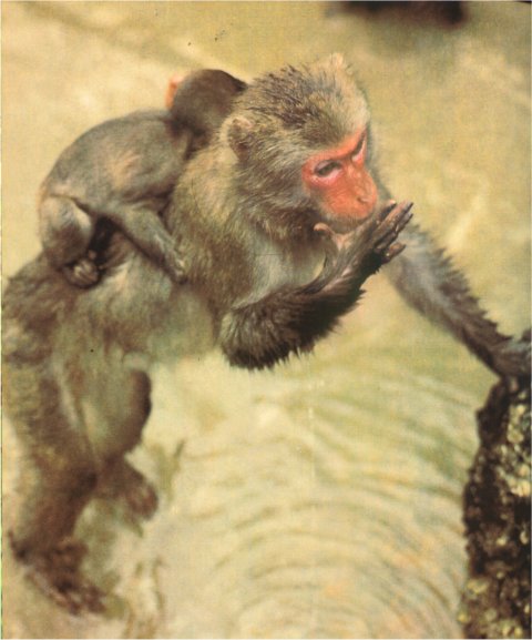 Жизнь на Земле. Естественная история - i_124.jpg