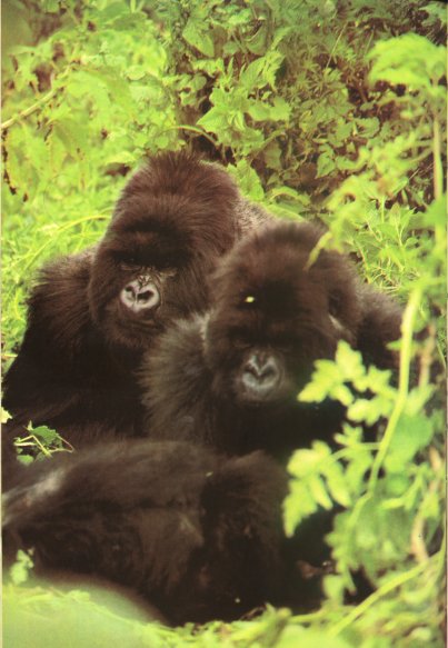 Жизнь на Земле. Естественная история - i_126.jpg