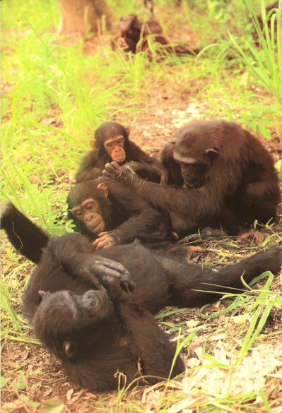 Жизнь на Земле. Естественная история - i_127.jpg