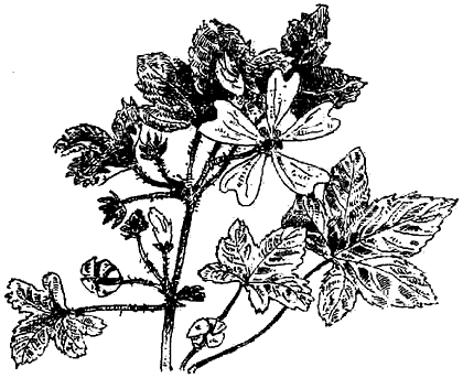 Чернильная кровь - i_013.png