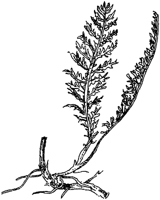 Чернильная кровь - i_015.png