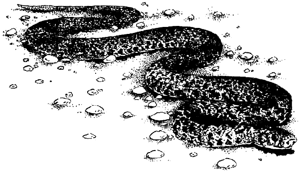 Чернильная кровь - i_035.png