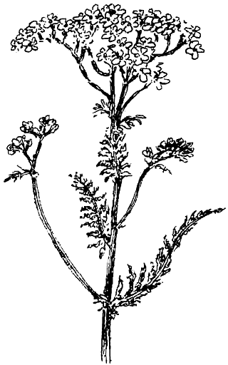 Чернильная кровь - i_039.png