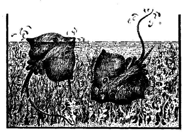 Сказки сельвы. Анаконда - any2fbimgloader19.jpeg