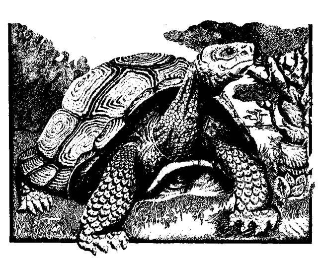 Сказки сельвы. Анаконда - any2fbimgloader2.jpeg