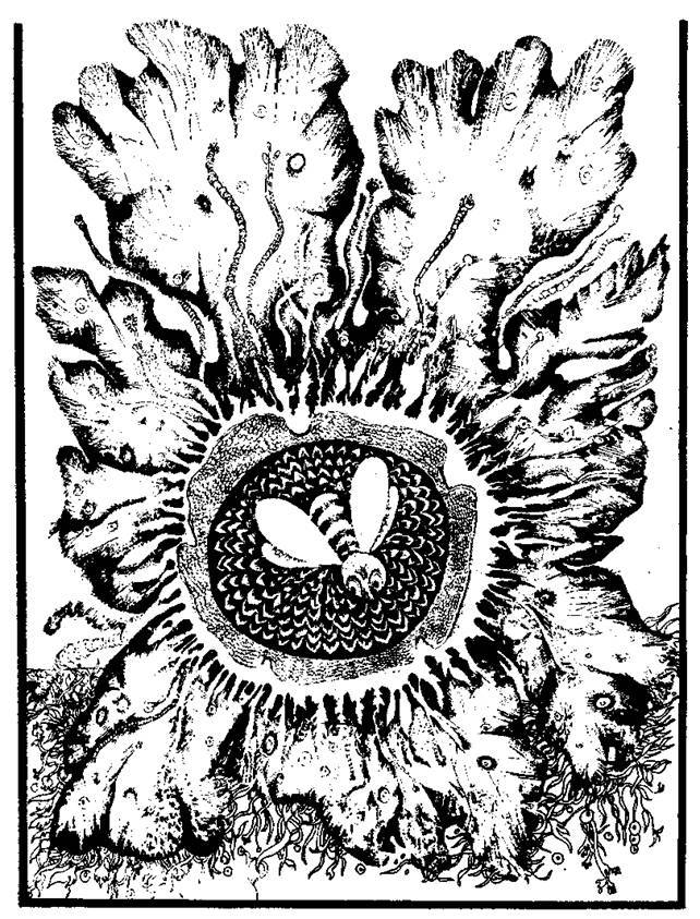 Сказки сельвы. Анаконда - any2fbimgloader20.jpeg