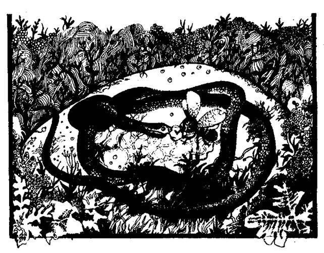 Сказки сельвы. Анаконда - any2fbimgloader21.jpeg