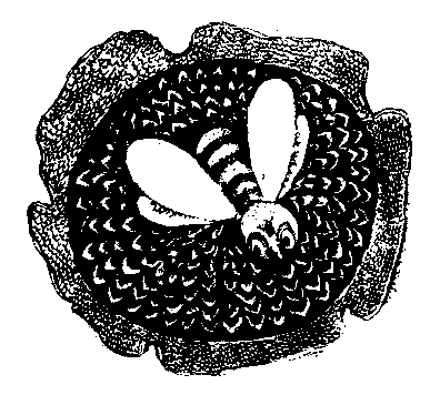 Сказки сельвы. Анаконда - any2fbimgloader22.png