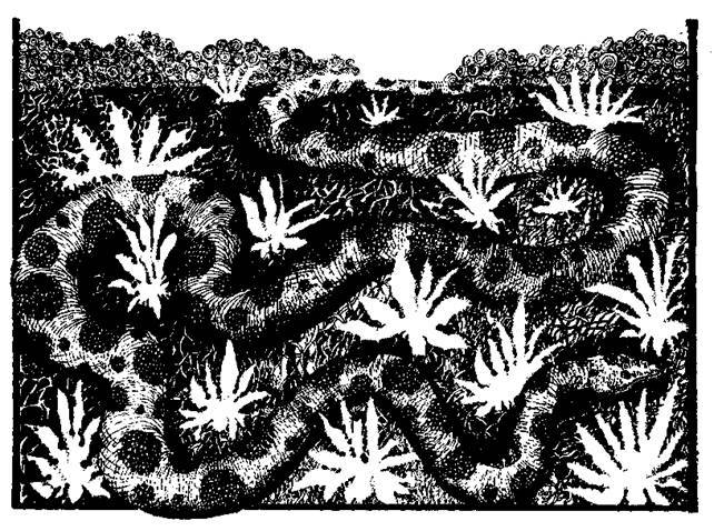 Сказки сельвы. Анаконда - any2fbimgloader24.jpeg