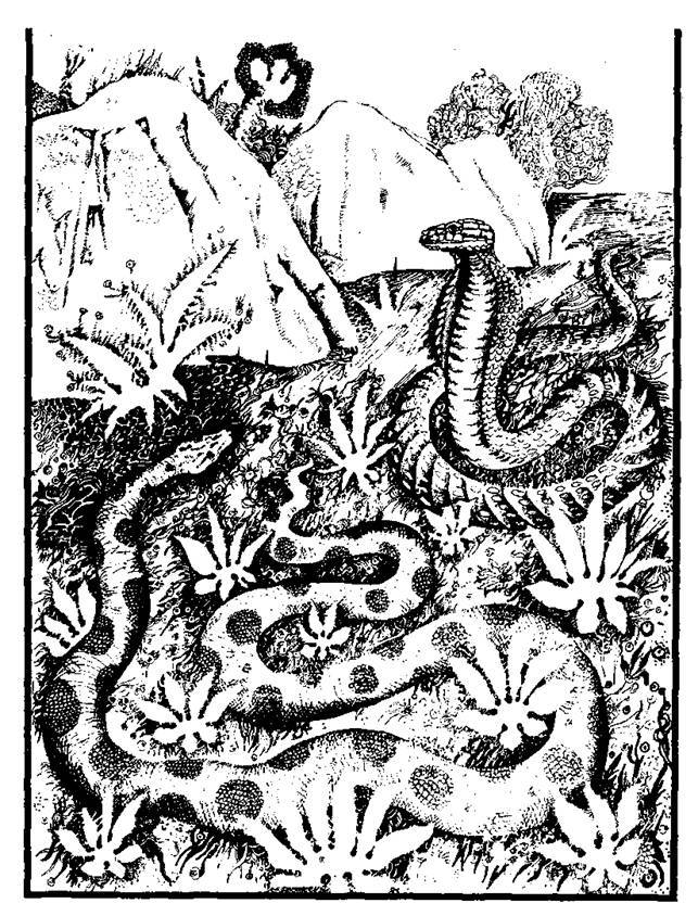 Сказки сельвы. Анаконда - any2fbimgloader25.jpeg