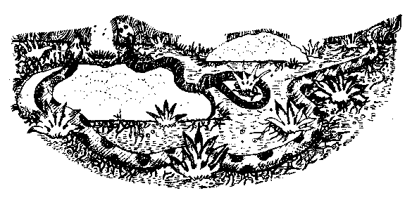 Сказки сельвы. Анаконда - any2fbimgloader26.png