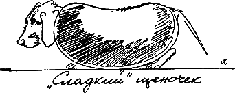 400 советов любителю собак - i_085.png