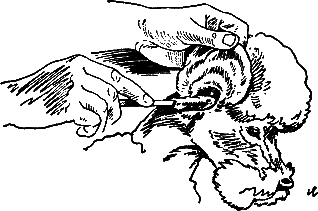 400 советов любителю собак - i_104.png