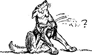 400 советов любителю собак - i_123.png