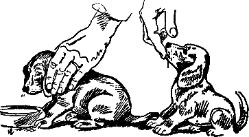 400 советов любителю собак - i_279.png