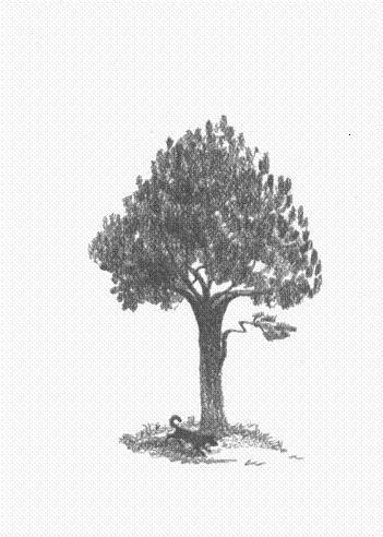 Пендервики - berds0017.jpg