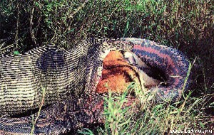 Журнал «Компьютерра» № 1-2 от 16 января 2007 года - _669y1g4.jpg