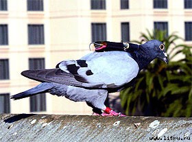 Журнал «Компьютерра» № 30 от 22 августа 2006 года - _650s1f6.jpg