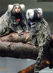 Журнал «Компьютерра» № 32 от 5 сентября 2006 года - _652b9u41.jpg