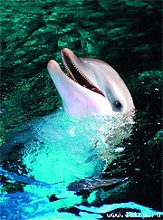 Журнал «Компьютерра» № 32 от 5 сентября 2006 года - _652j9x52.jpg