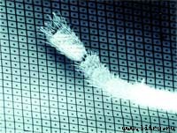 Журнал «Компьютерра» № 38 от 17 октября 2006 года - _658o1k7.jpg