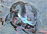 Журнал «Компьютерра» № 7 от 20 февраля 2007 года - _675k6v2.jpg