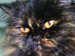 Журнал «Компьютерра» № 7 от 21 февраля 2006 года - _627r22y12.jpg