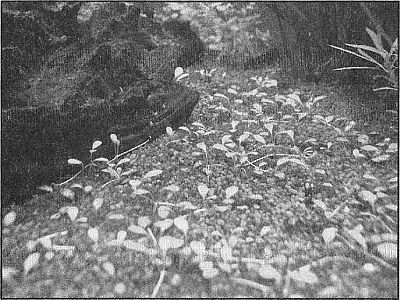 100 великих рекордов живой природы - i_003.jpg