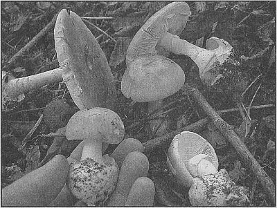 100 великих рекордов живой природы - i_005.jpg