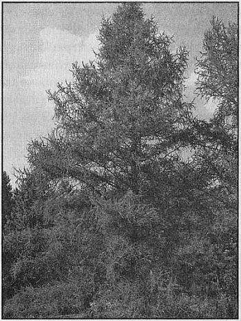 100 великих рекордов живой природы - i_010.jpg