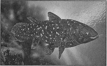 100 великих рекордов живой природы - i_037.jpg