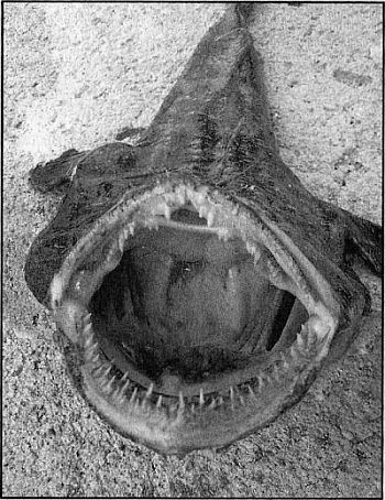 100 великих рекордов живой природы - i_042.jpg