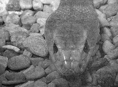 100 великих рекордов живой природы - i_046.jpg