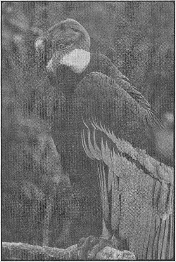 100 великих рекордов живой природы - i_062.jpg