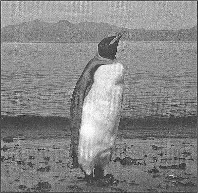 100 великих рекордов живой природы - i_064.jpg