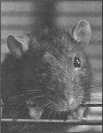 100 великих рекордов живой природы - i_078.jpg