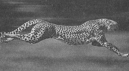 100 великих рекордов живой природы - i_085.jpg