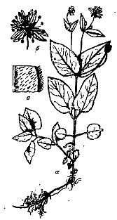 Школа выживания. Как избежать голодной смерти - i_008.jpg