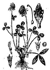 Школа выживания. Как избежать голодной смерти - i_010.jpg