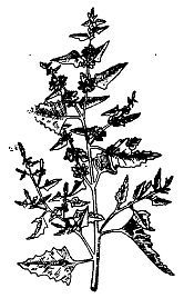 Школа выживания. Как избежать голодной смерти - i_011.jpg